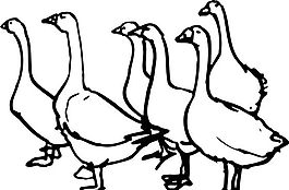 鳥類世界 矢量素材 eps格式_0047