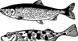 俄國矢量素材 矢量動物 魚 ai格式_011