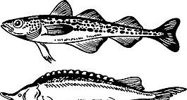 俄國矢量素材 矢量動物 魚 ai格式_010