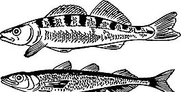 俄國矢量素材 矢量動物 魚 ai格式_009