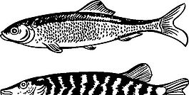 俄國(guó)矢量素材 矢量動(dòng)物 魚 ai格式_008