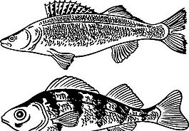 俄國矢量素材 矢量動物 魚 ai格式_007