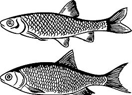 俄國矢量素材 矢量動物 魚 ai格式_006