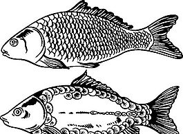 俄國矢量素材 矢量動物 魚 ai格式_005