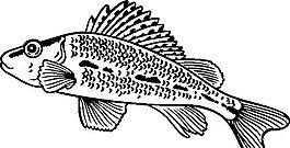 俄國矢量素材 矢量動物 魚 ai格式_003