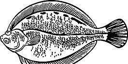 俄國矢量素材 矢量動物 魚 ai格式_002