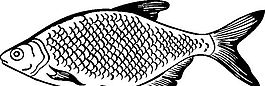 俄國矢量素材 矢量動物 魚 ai格式_001