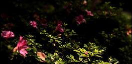 綠茵叢中的小花