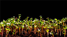 植物生長(zhǎng)發(fā)芽實(shí)拍視頻