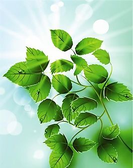 欧美花纹-2577 矢量EPS
