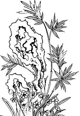 花草圖案 裝飾花草 矢量素材 AI格式_0052