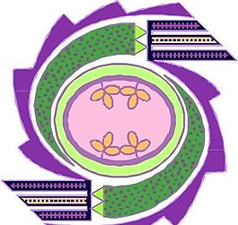 曲線 花紋 裝飾 EPS