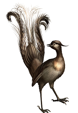 長尾鳥