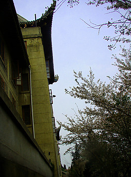 武汉大学 樱花节图片