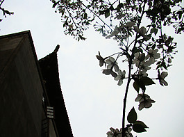 武汉大学图片