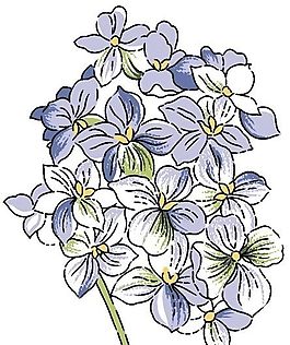 花卉圖案