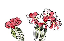 花卉圖案