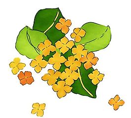 花卉圖案