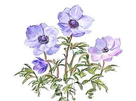 花卉圖案