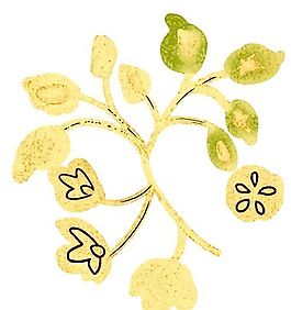 花卉圖案