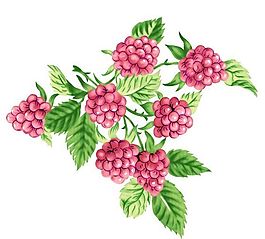 彩繪花草 韓式花紋 PSD_0565