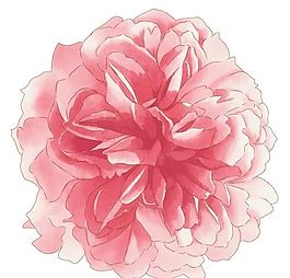 彩绘花草 韩式花纹 PSD_0525