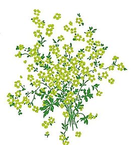 彩繪花草 分層素材 psd_0261