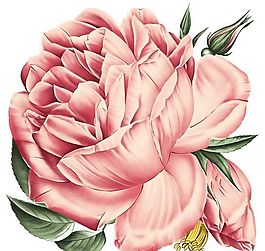 彩繪花草 花草主題 分層模板 PSD格式_0024