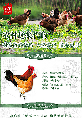 淘宝农家散养柴鸡产品描述
