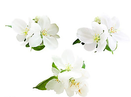 蘋果花圖片