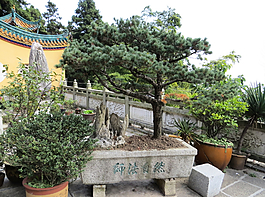 盆景圖片