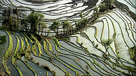 梯田視頻素材