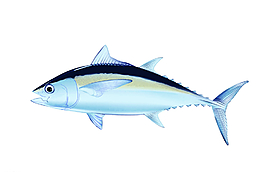 金槍魚圖片