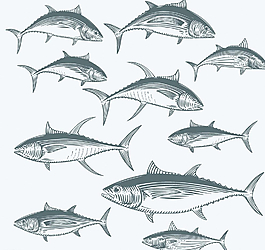 金槍魚圖片