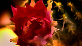 花開(kāi)放視頻素材