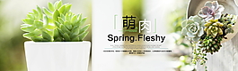 多肉植物組合盆栽多肉防輻射