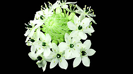 花開(kāi)放素材視頻素材