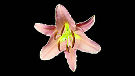 花視頻素材
