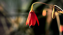 花開(kāi)放視頻素材