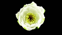花開放視頻素材