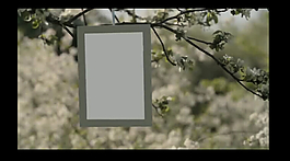 開(kāi)滿櫻花的樹(shù)上懸掛照片視頻相冊(cè)AE模板