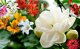 集合花
