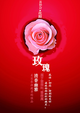 玫瑰