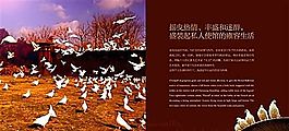 水岸莊園5 房地產(chǎn)畫冊 房地產(chǎn)模板 分層PSD