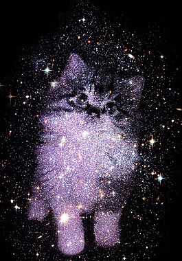 星空中的萌貓