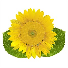 向日葵花