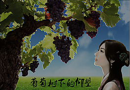 葡萄樹下的仰望