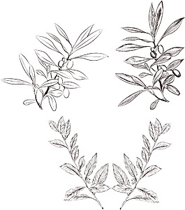 ai矢量圖樹(shù)枝樹(shù)葉