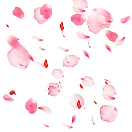 桃花花瓣節日鮮花飄落裝飾粉紅素材背景圖片