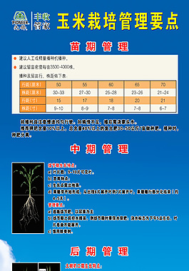 玉米栽培素材